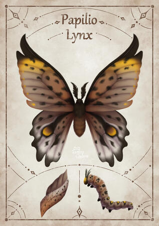 Papilio Lynx