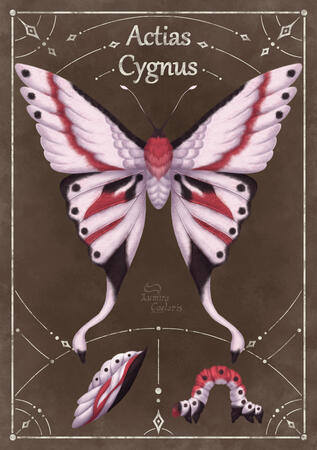 Actias Cygnus